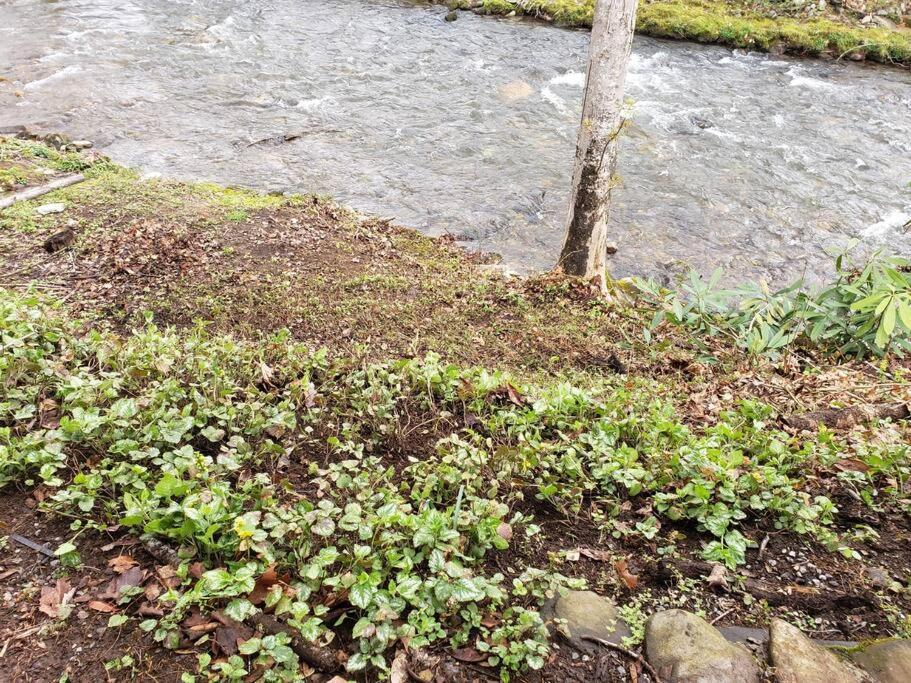 J.Creek Retreat, Creekside Townhouse +1 Car Garage Βίλα Maggie Valley Εξωτερικό φωτογραφία